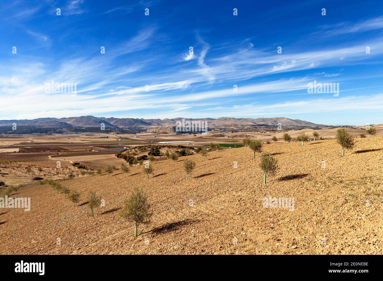 Recentemente piantati alberi di olivo vicino Zafarraya, una regione di coltivazione vegetale con terreno fertile ricco, provincia di Granada, Spagna. Foto Stock