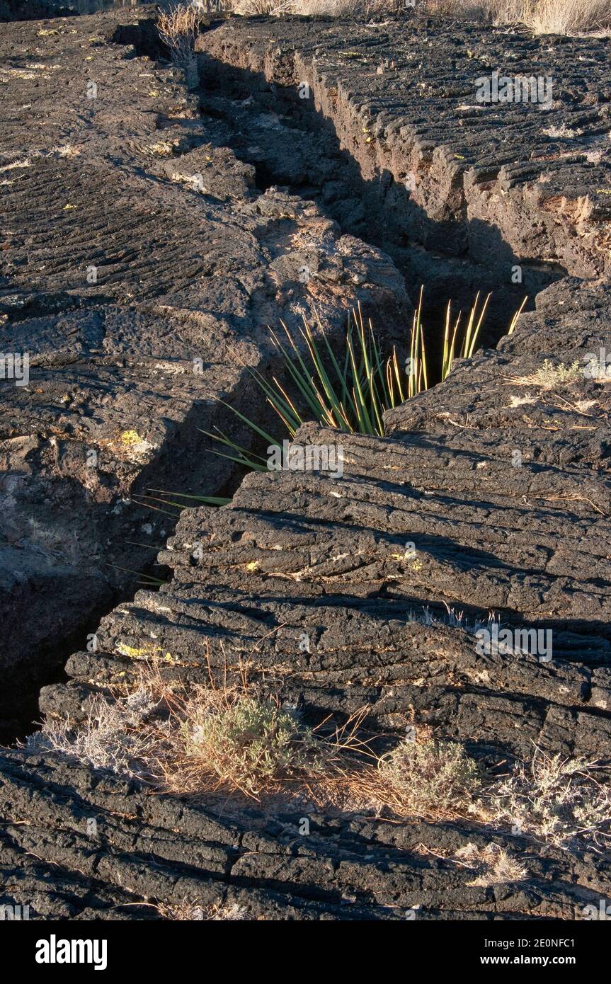 Sotol che cresce in una profonda crepa nel campo lavico di pahoehoe, flusso lavico di Carrizozo Malpais alla Valle degli incendi, Bacino di Tularosa vicino a Carrizozo, New Mexico, USA Foto Stock