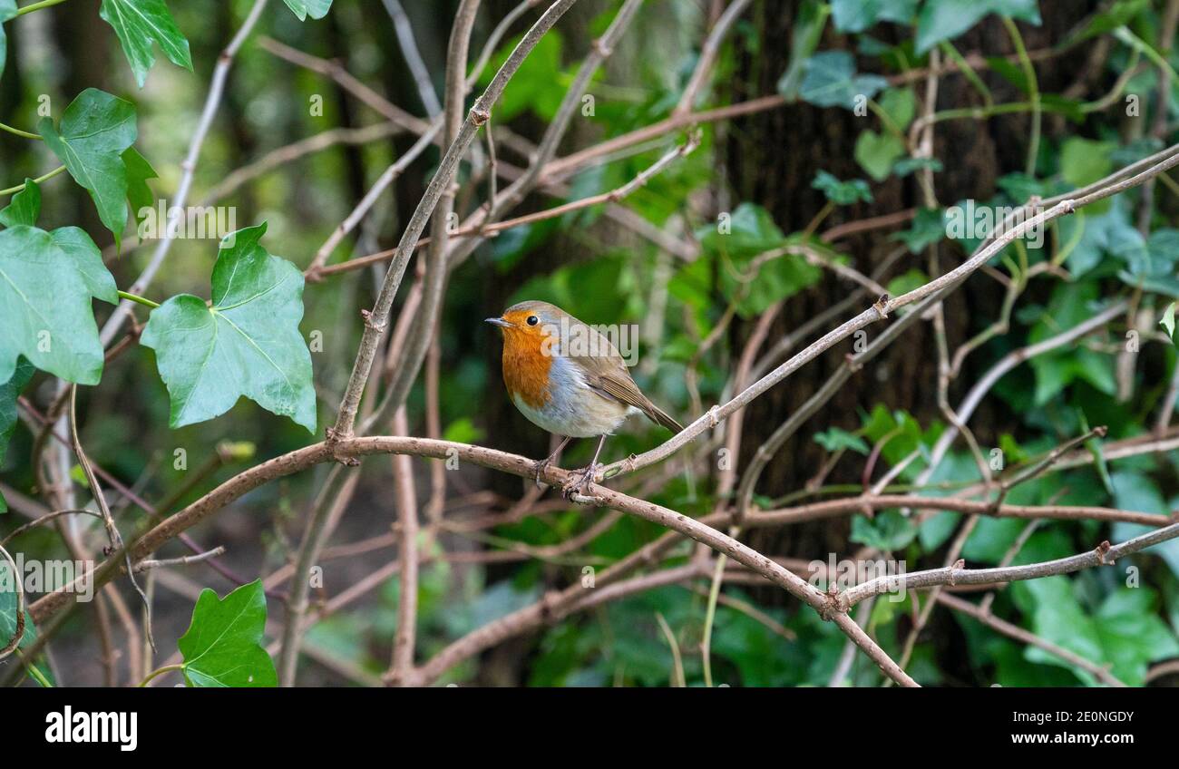 Rapina europea - Erithacus rubbecula - appollaiata su un ramoscello in inverno Foto Stock