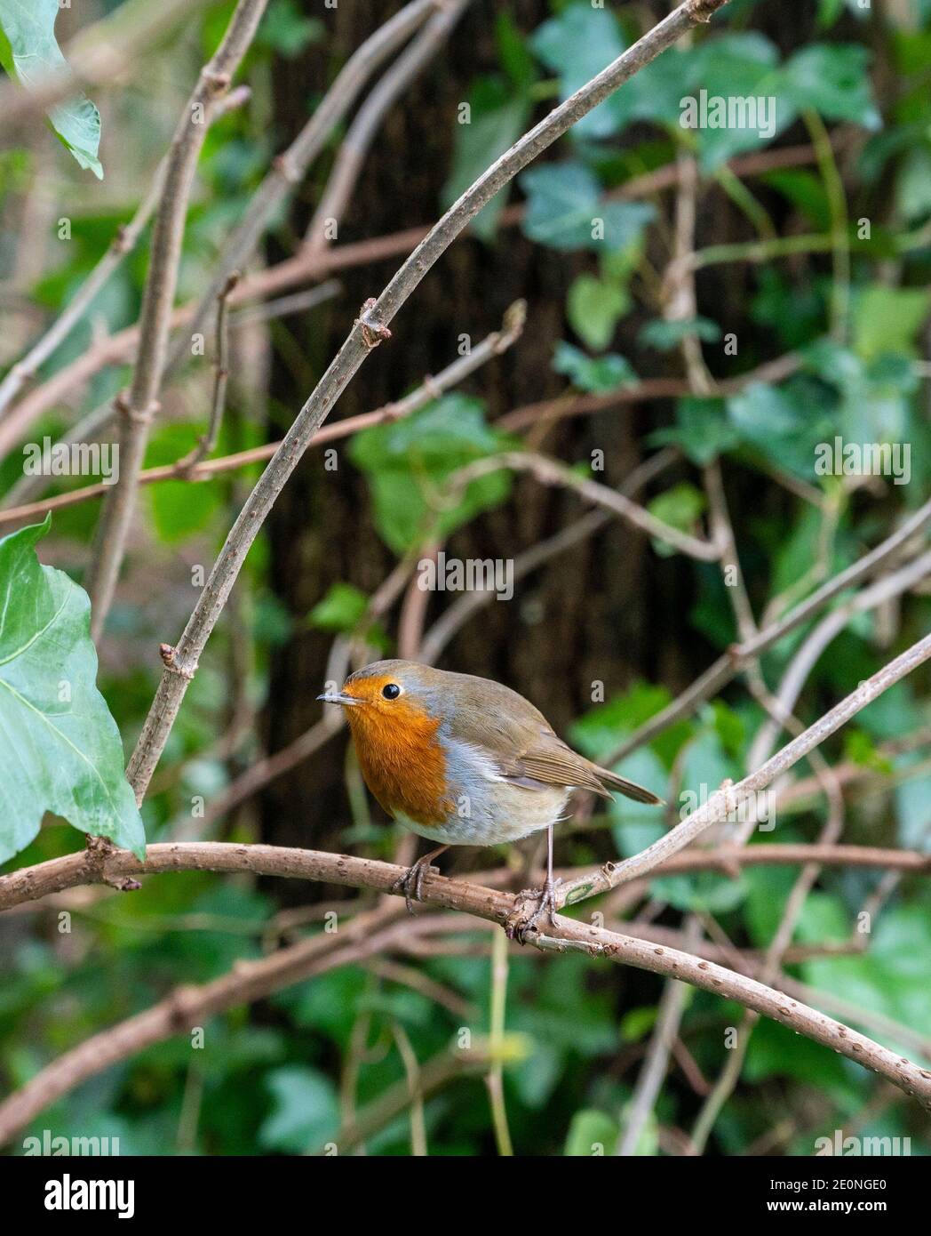 Rapina europea - Erithacus rubbecula - appollaiata su un ramoscello in inverno Foto Stock