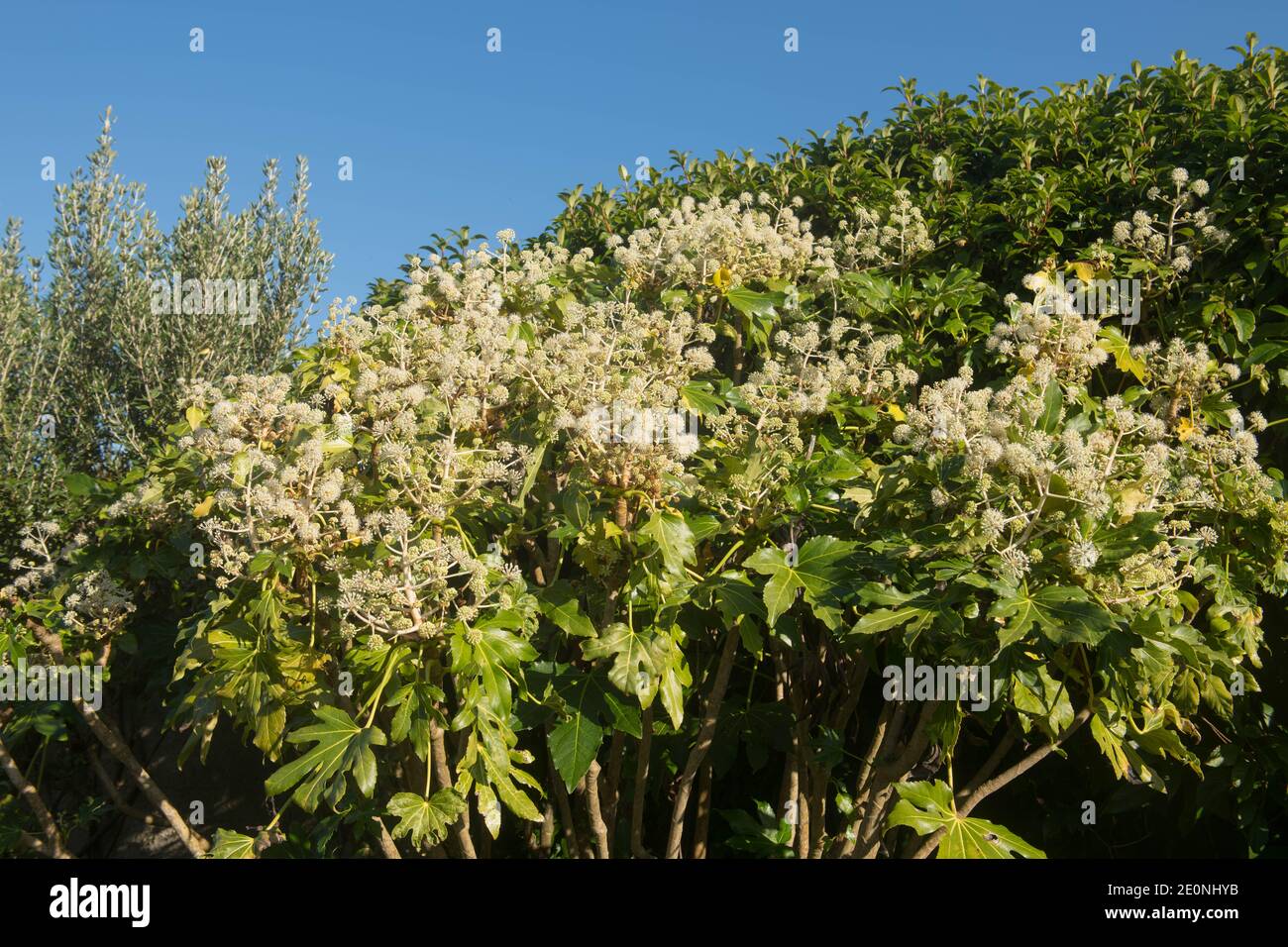 Autunno Fiori bianchi e foglie di un aralia giapponese o. Olio di ricino (Fatsia japonica) Con uno sfondo blu luminoso che cresce in un giardino Foto Stock