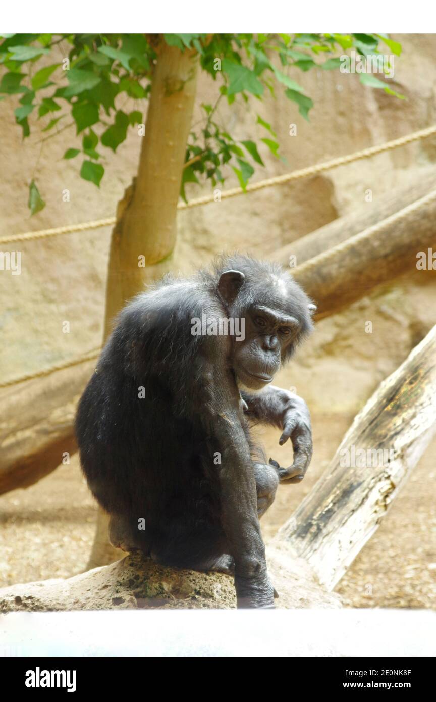 Scimpanzé triste Foto Stock
