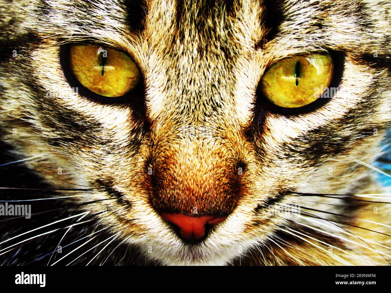 Lo sguardo espressivo di un gatto domestico. Foto Stock