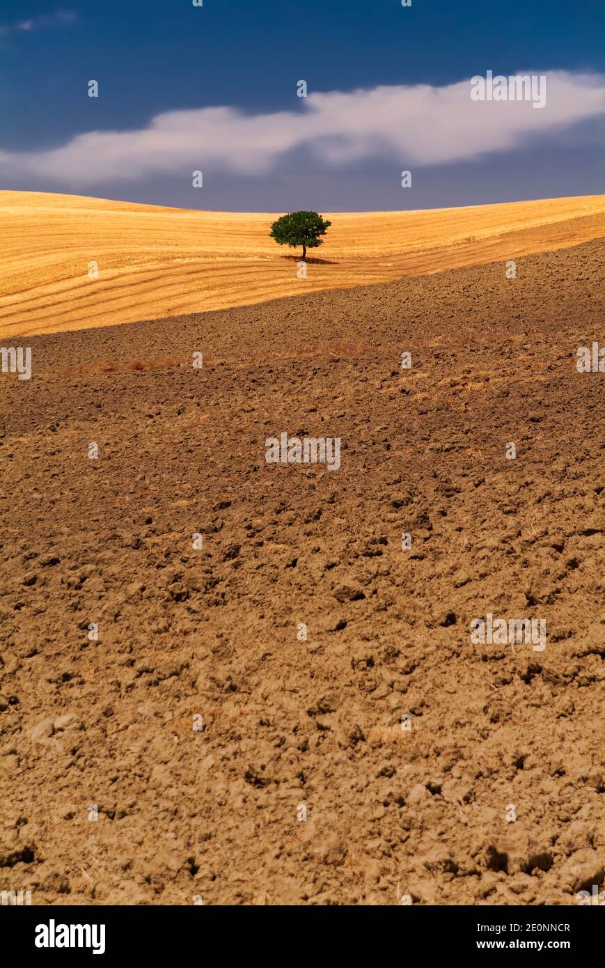 Un albero solitario nei campi arati pugliesi, Italia meridionale Foto Stock