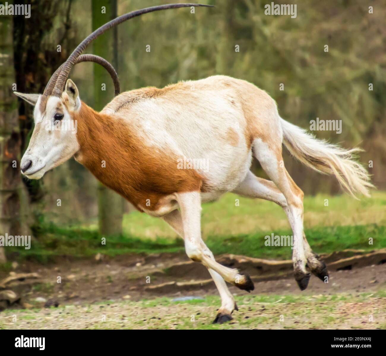 Bella Scimitar-corned orice antilope running. Questo animale bianco e arancione ha un corno lungo storto Foto Stock