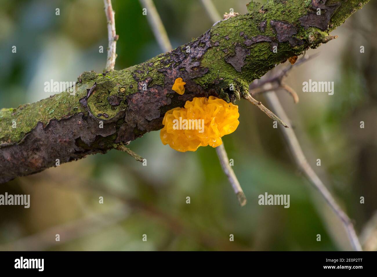 Funghi cerebrali gialli (Tremella mesenterica) inverno in tempo umido morbido gelatinoso gelatinoso irregolare frutta piegata corpo sul vecchio ramo sopra il piccolo ruscello Foto Stock
