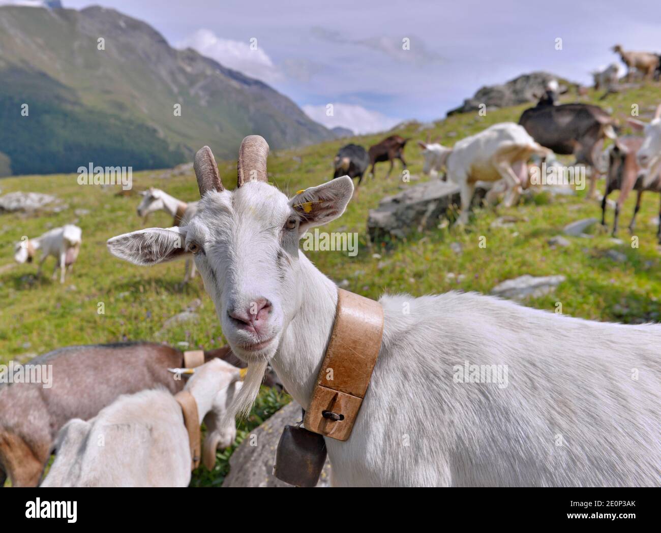 ritratto di capra bianca alpina in una mandria con montagna fotocamera con vista sullo sfondo Foto Stock