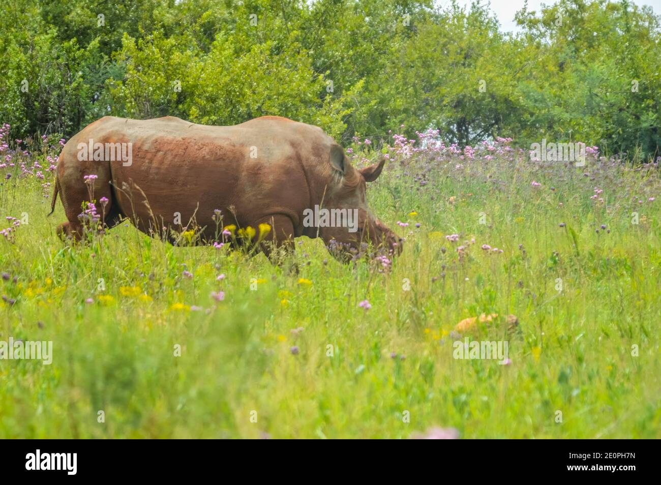 Rinoceronti bianchi dehorned in una riserva naturale di Rietvlei nel sud Africa Foto Stock