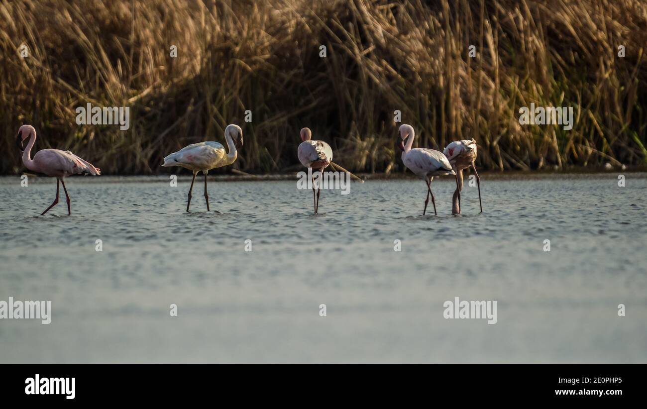 Flock of Flamingo nel santuario degli uccelli di Marievale Gauteng Foto Stock