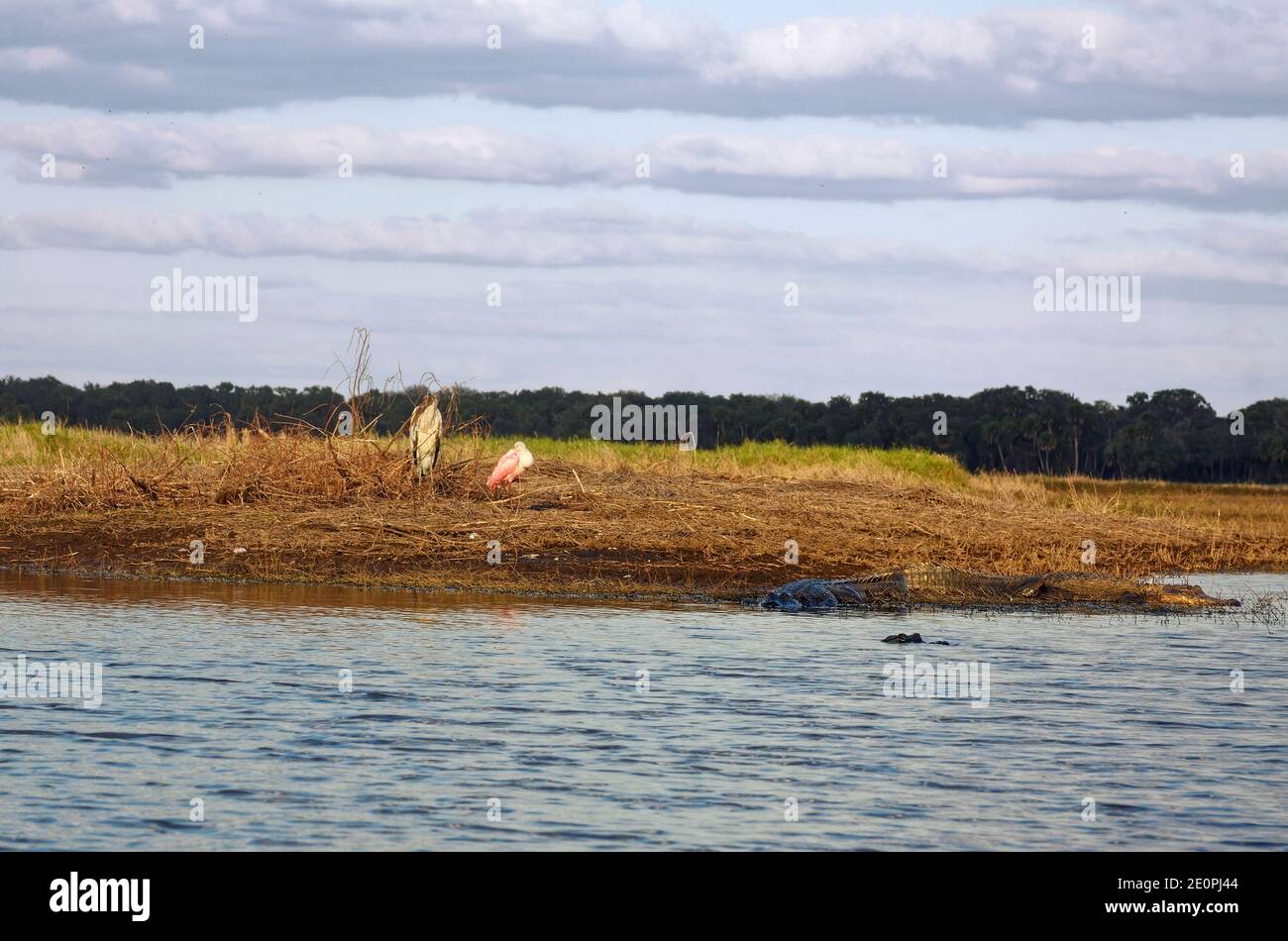 Scena del fiume Myakka, 2 uccelli, 3 alligatori americani, riva del fiume, alberi lontani, acqua, cicogna del legno, spatola di rosato, animale; natura; fauna selvatica; Myakka R. Foto Stock