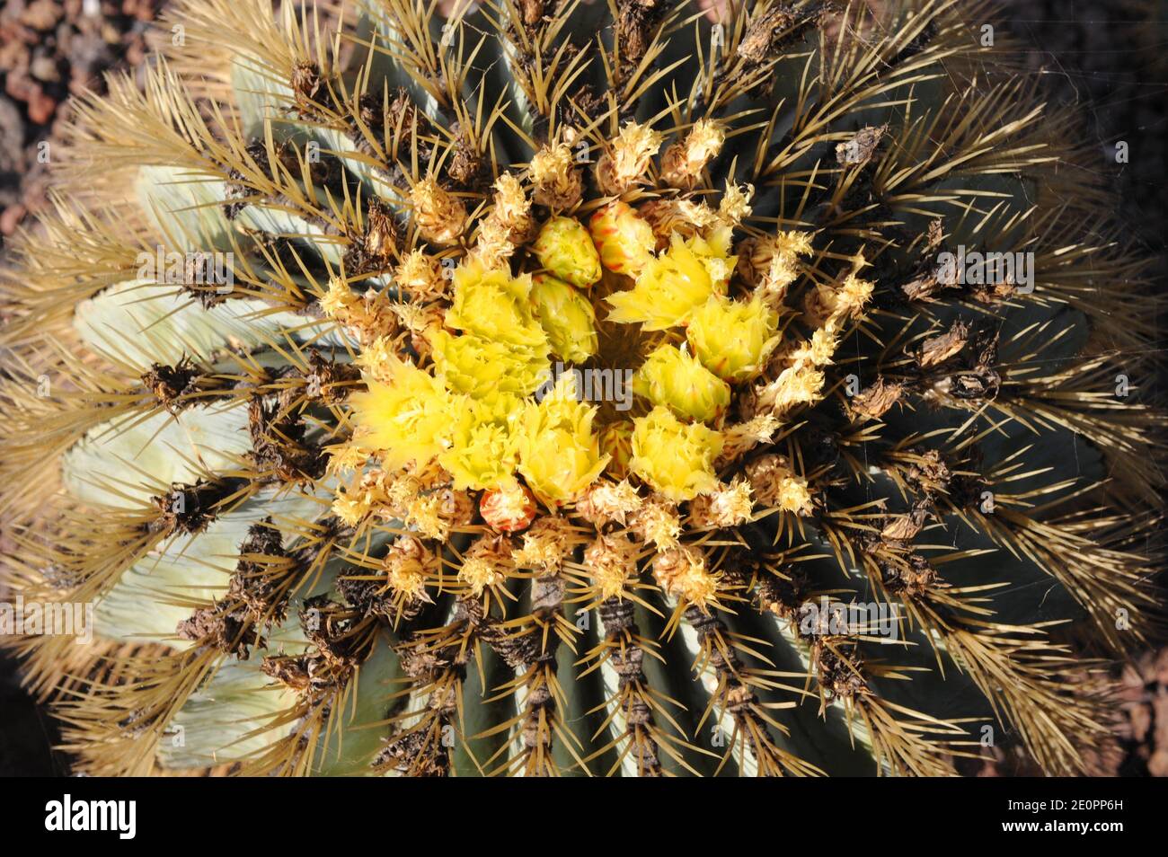 Il cactus del barile (Ferocactus glaucescens) è un cactus sferico endemico di Hidalgo, Messico. Foto Stock