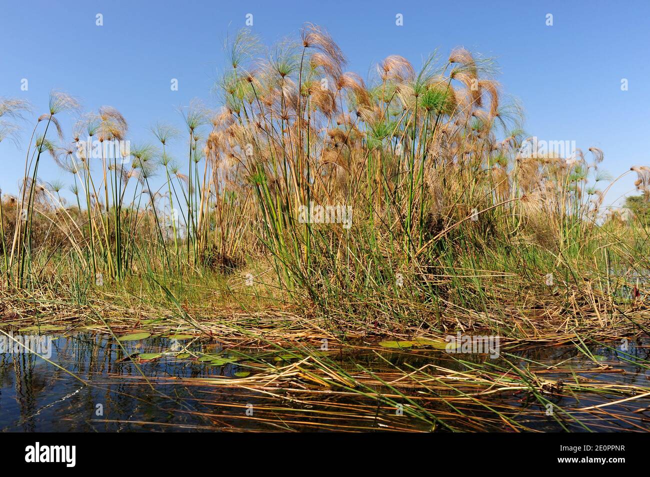 L'erba del papiro (Cyperus papyrus) è un'erba perenne acquatica originaria dell'Africa. Questa foto è stata scattata a Okavango Delta, Botswana. Foto Stock