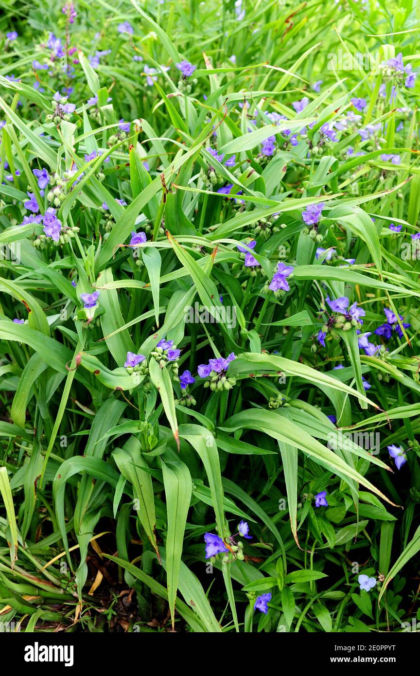 Virginia spiderwort (Tradescantia virginiana) è un'erba perenne originaria degli Stati Uniti orientali. Foto Stock