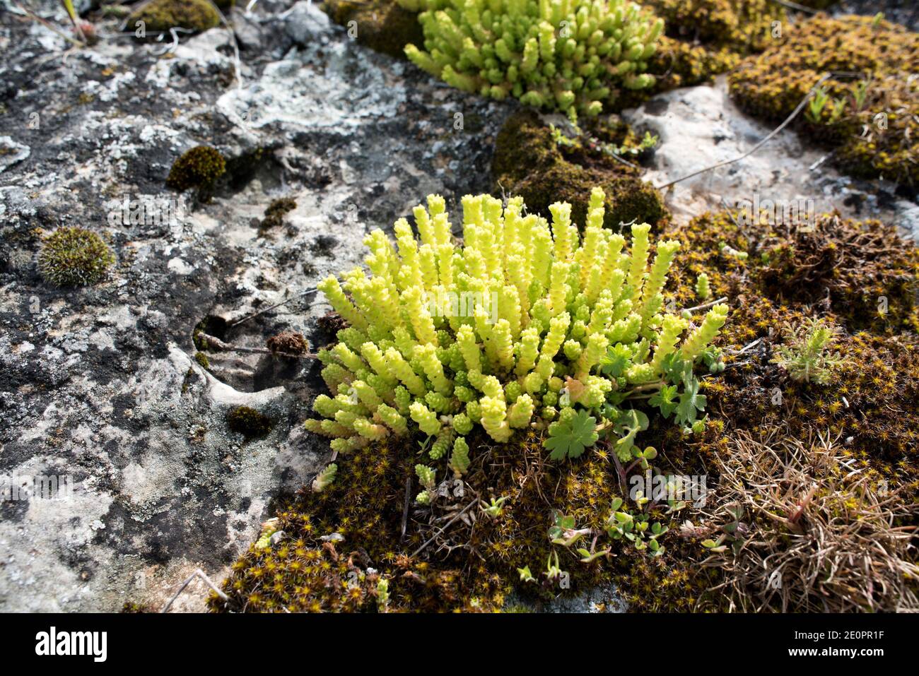 Goldmoss stonecrop o wallpepper (acro di Sedum) è un'erba succulente perenne originaria dell'Europa ma naturalizzata in Nord America, Giappone e Nuova Zelanda. Foto Stock