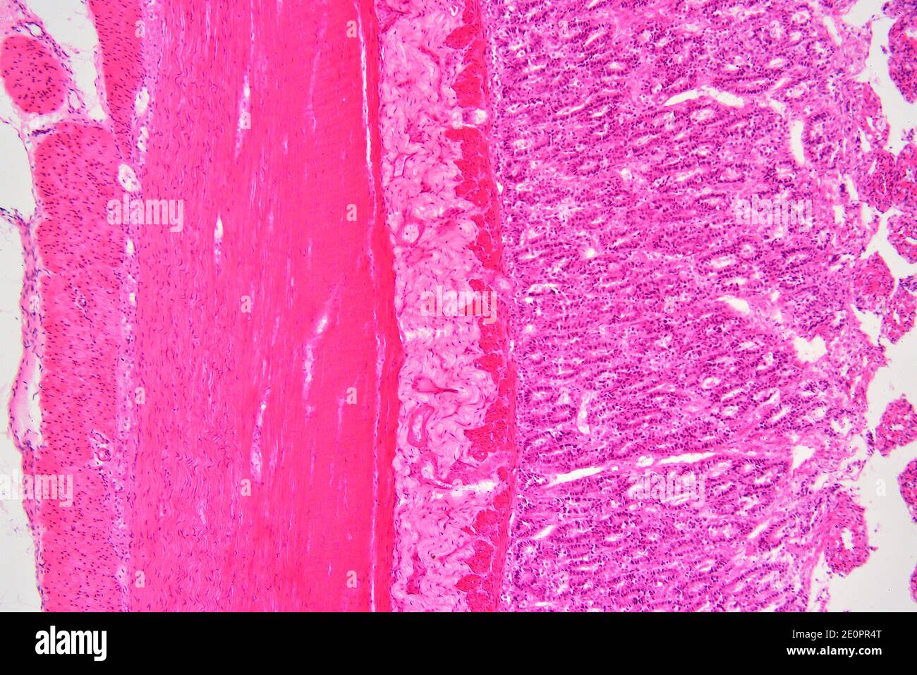 Intestino tenue umano da sinistra a destra: Serosa, fibre muscolari (longitudinali e circolari), sottomucosa e mucosa con cripte di Lieberkhun. Foto Stock
