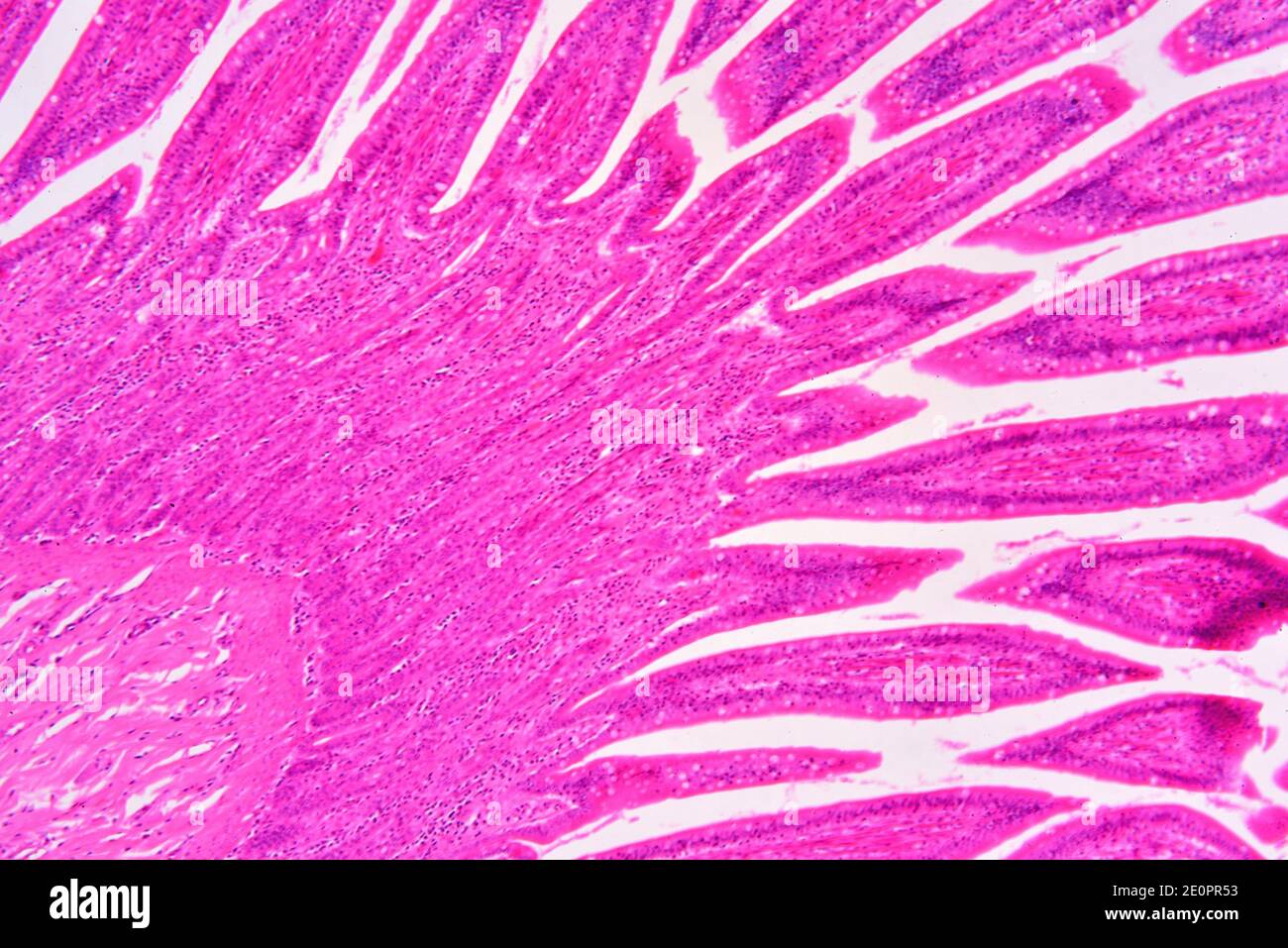 Intestino tenue umano che mostra mucosa con le cripte di Lieberkhun. X75 a 10 cm di larghezza. Foto Stock