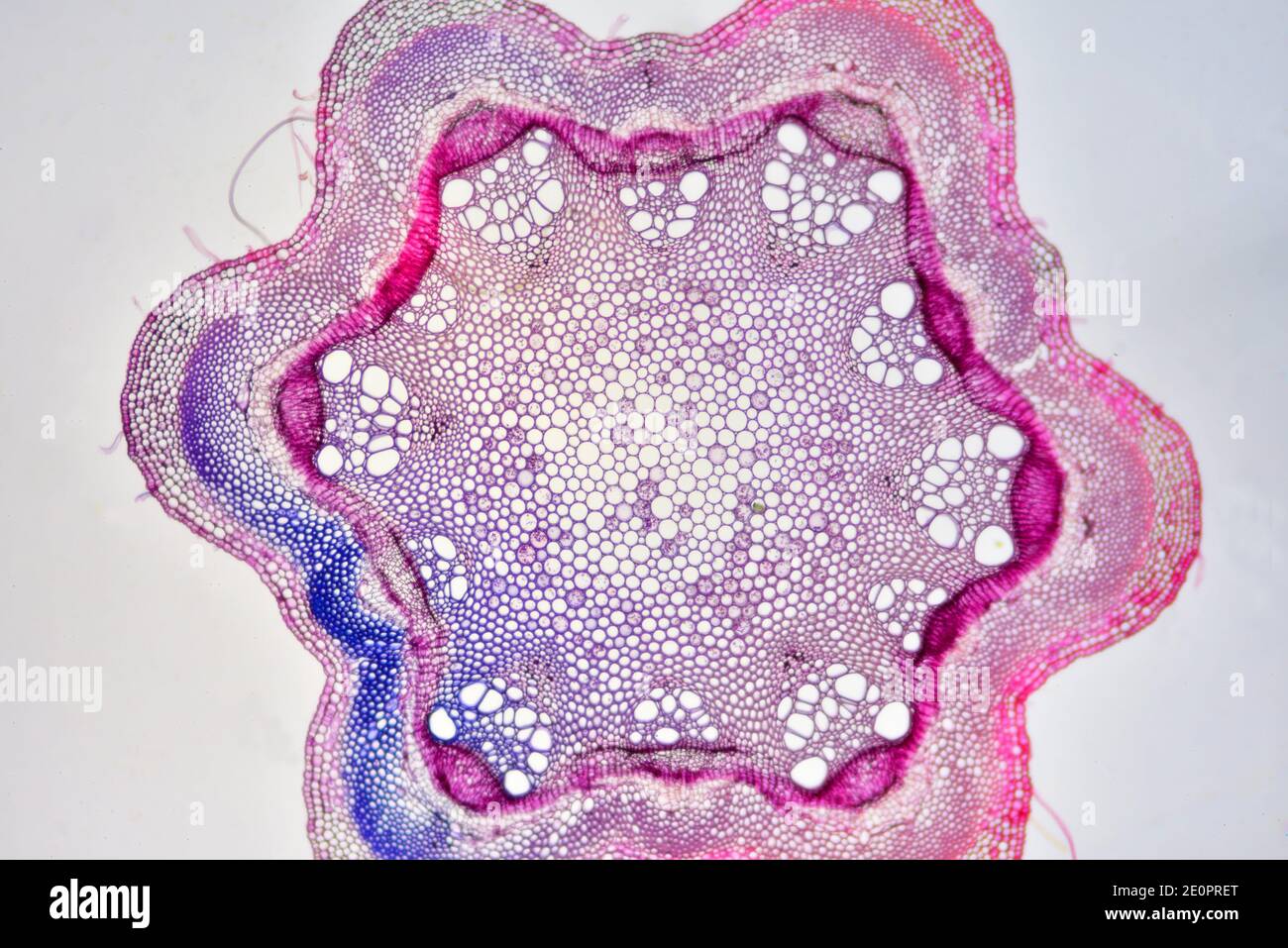 Stelo di Clematis che mostra dall'esterno all'interno: Epidermide, corteccia con colenchima e parenchima, fasci vascolari con floem e xilema, e. Foto Stock