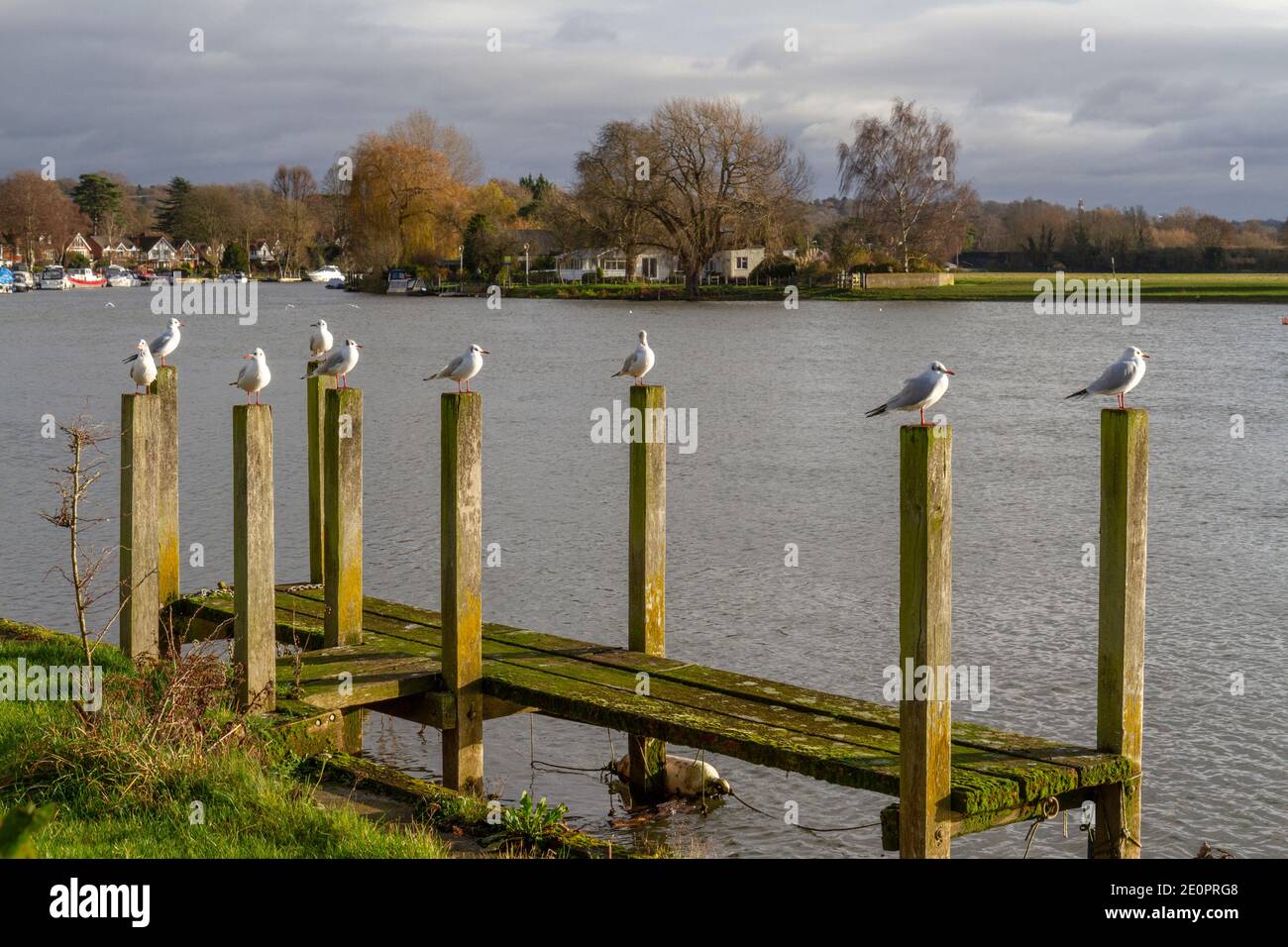 Gabbiani seduti su ogni posto di un molo in legno lungo il fiume, Upper Thames Sailing Club, River Thames, Bourne End, UK. Foto Stock