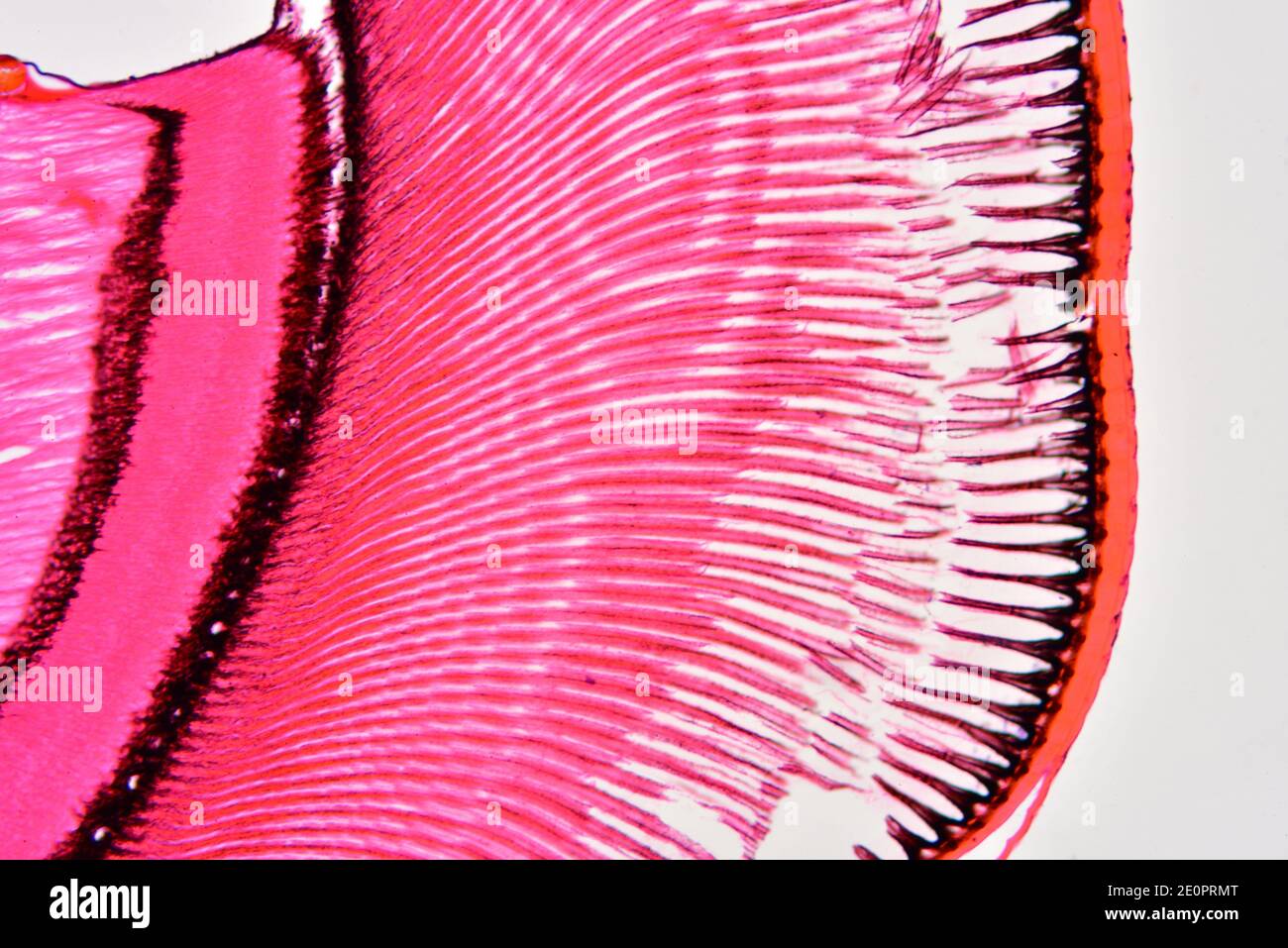Occhio composto di insetto che mostra da destra a sinistra: Lenti, coni cristallini, cellule di pigmento primario, rabdom, cellule di retinula, cellule di pigmento secundario Foto Stock