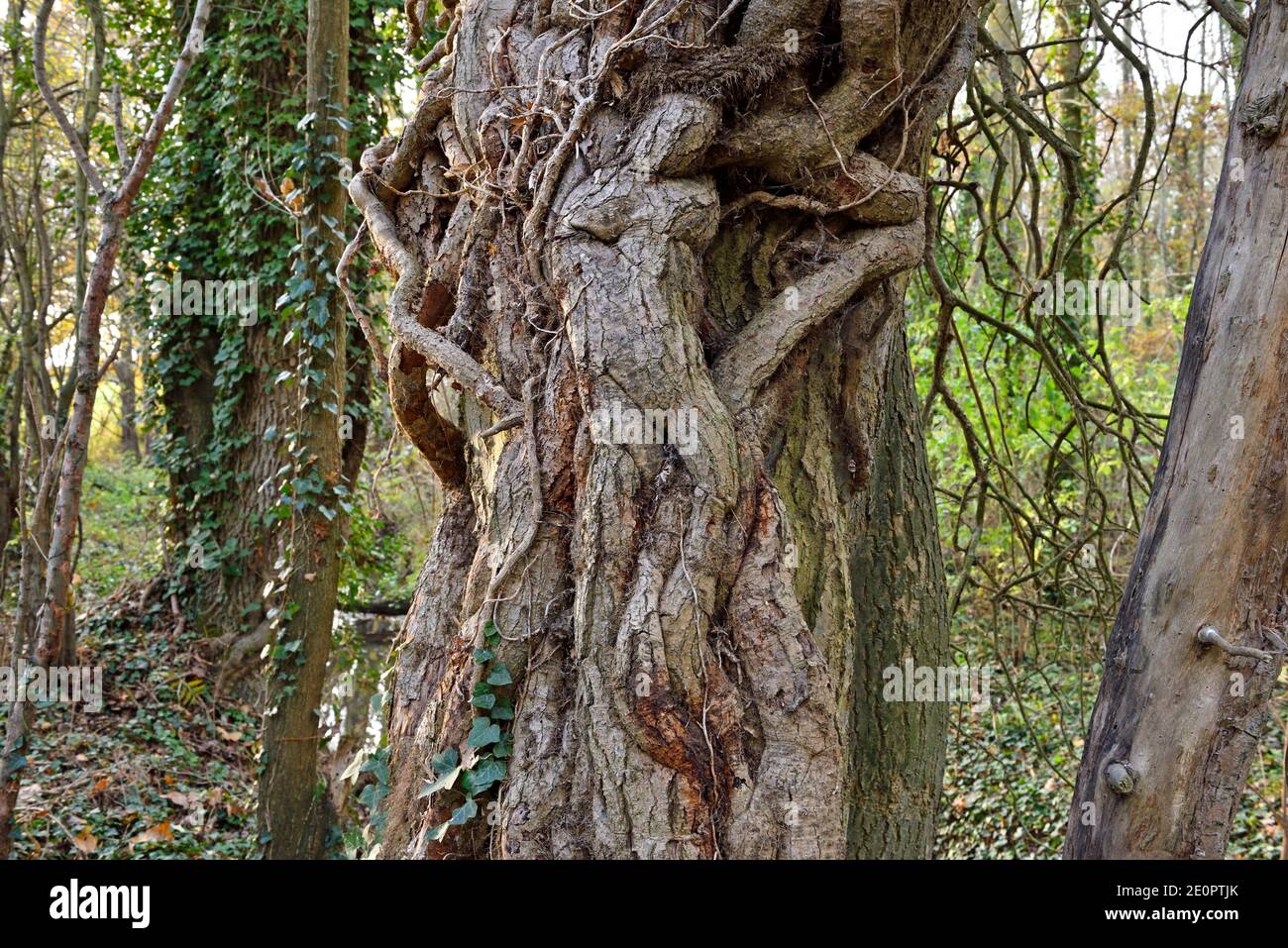 Grandi viti di edera, evocando un corpo umano, arrampicandosi intorno al  tronco di un albero, dipartimento di Eure-et-Loir, regione del  Centro-Val-de-Loire, Francia, Europa Foto stock - Alamy