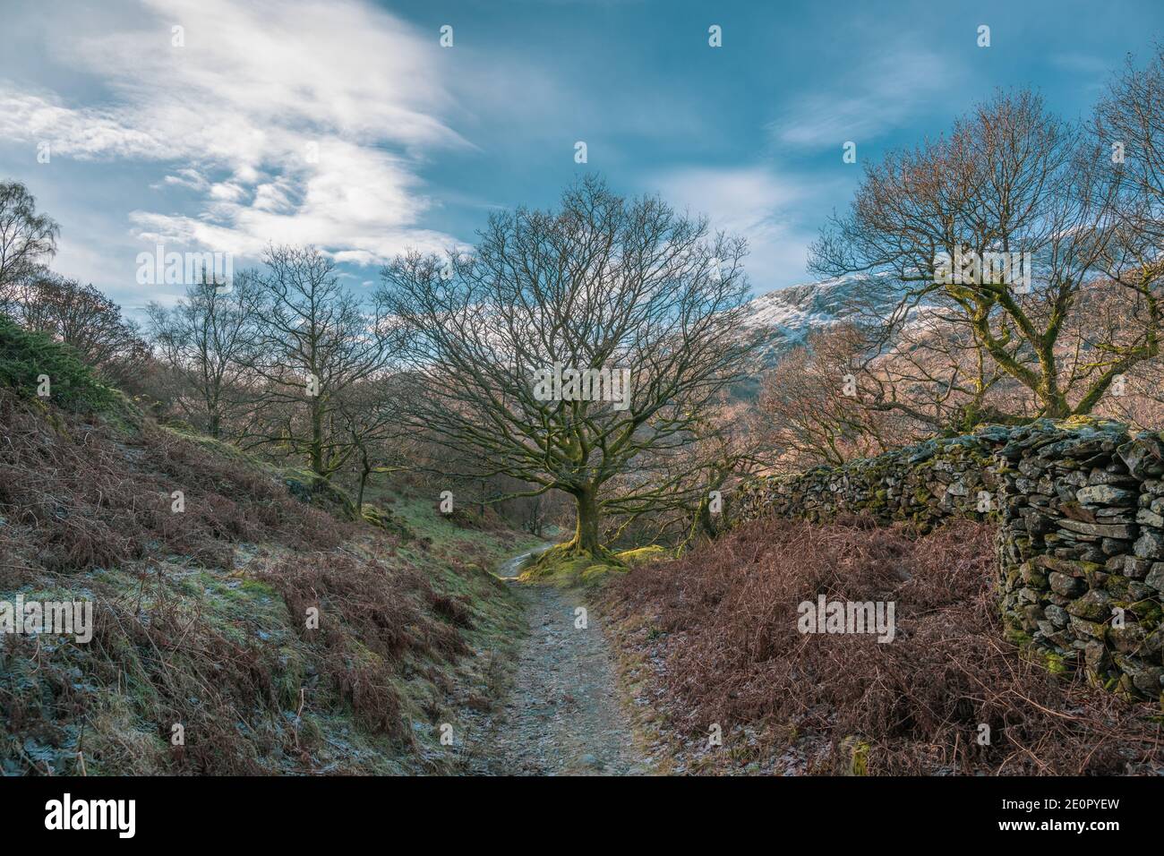 Lake District sentiero e alberi, Inghilterra Foto Stock