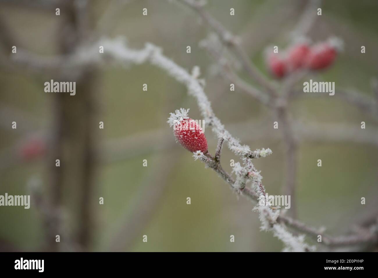 I rostivelli coperti di gelo dopo una notte di temperature gelide il giorno di Capodanno 2021. Gillingham Dorset Inghilterra GB Foto Stock