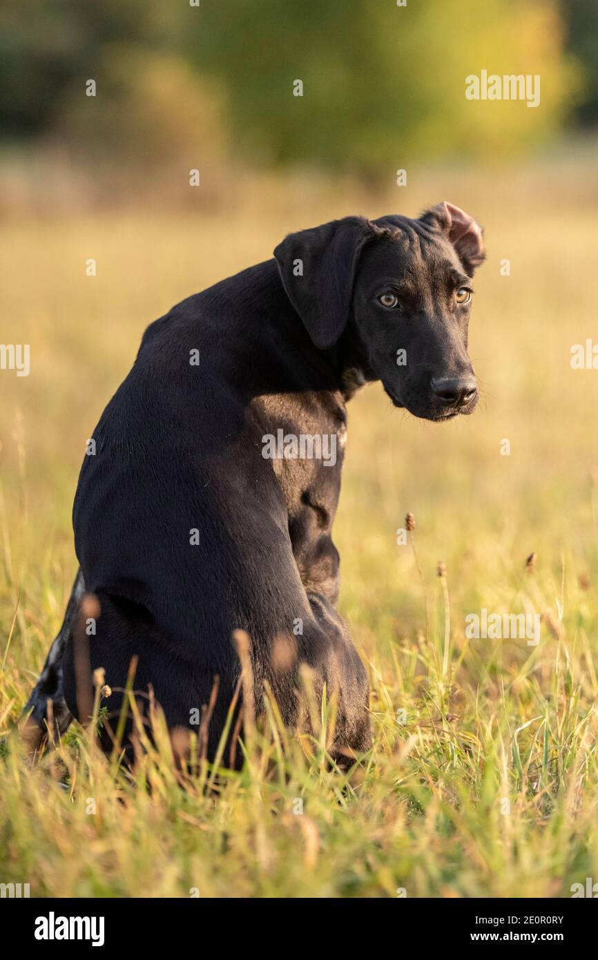 cucciolo di cane europeo da slitta grande per la corsa Foto Stock