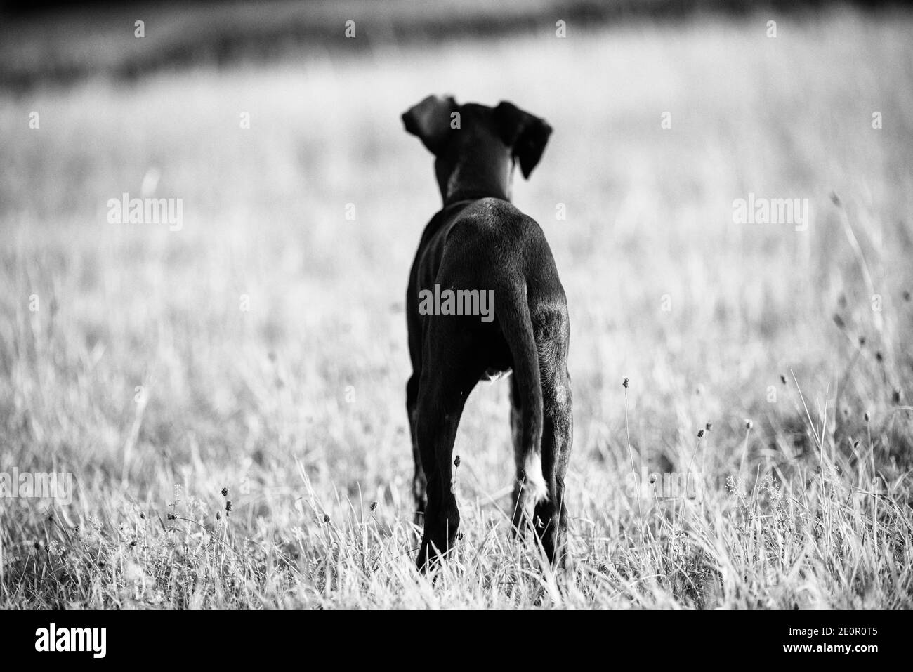 cucciolo di cane europeo da slitta grande per la corsa Foto Stock