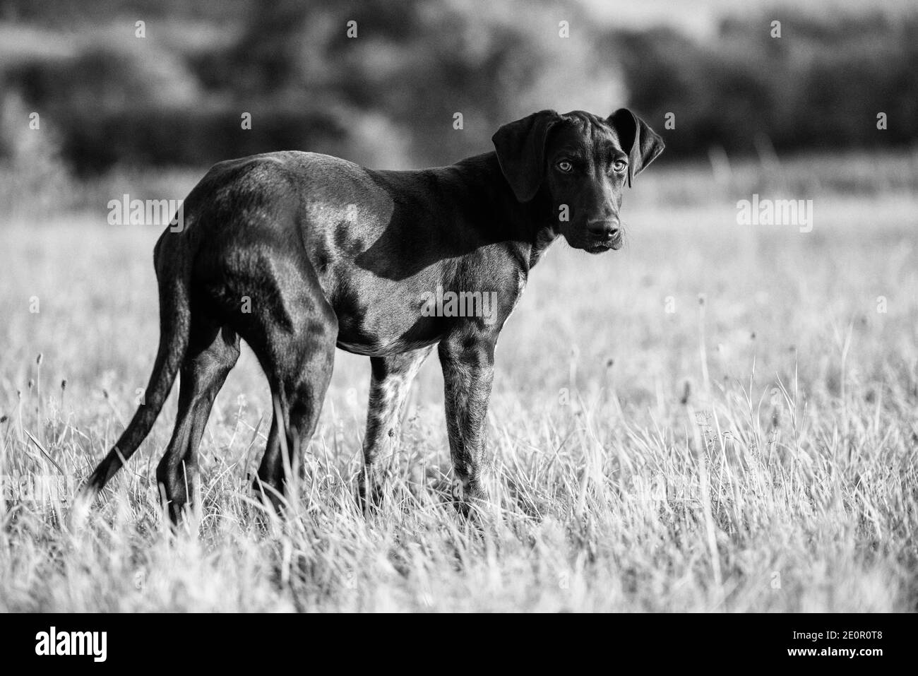 cucciolo di cane europeo da slitta grande per la corsa Foto Stock