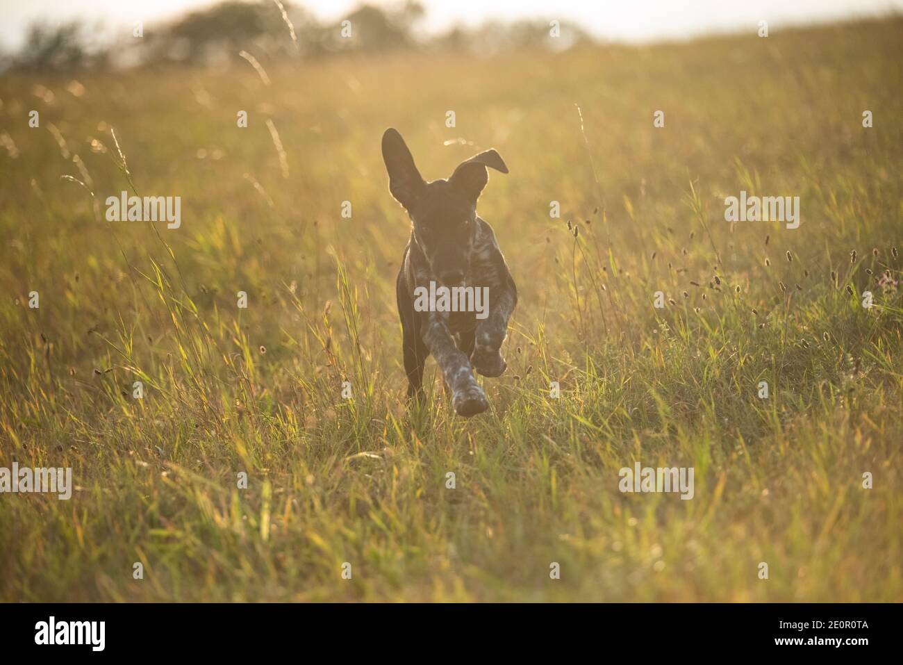 cucciolo di cane europeo da slitta grande per la corsa Foto Stock