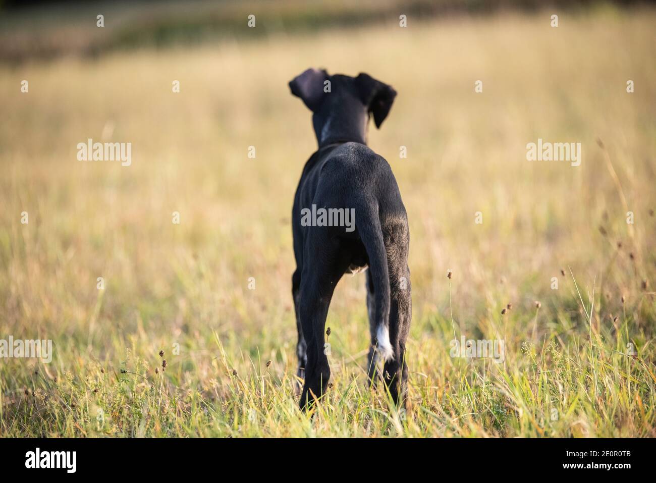 cucciolo di cane europeo da slitta grande per la corsa Foto Stock