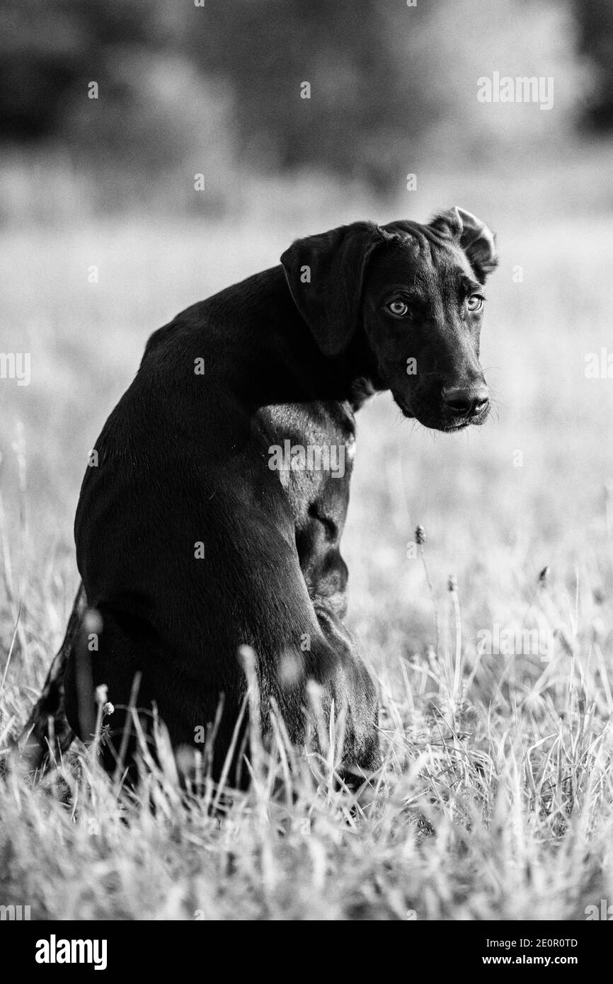 cucciolo di cane europeo da slitta grande per la corsa Foto Stock