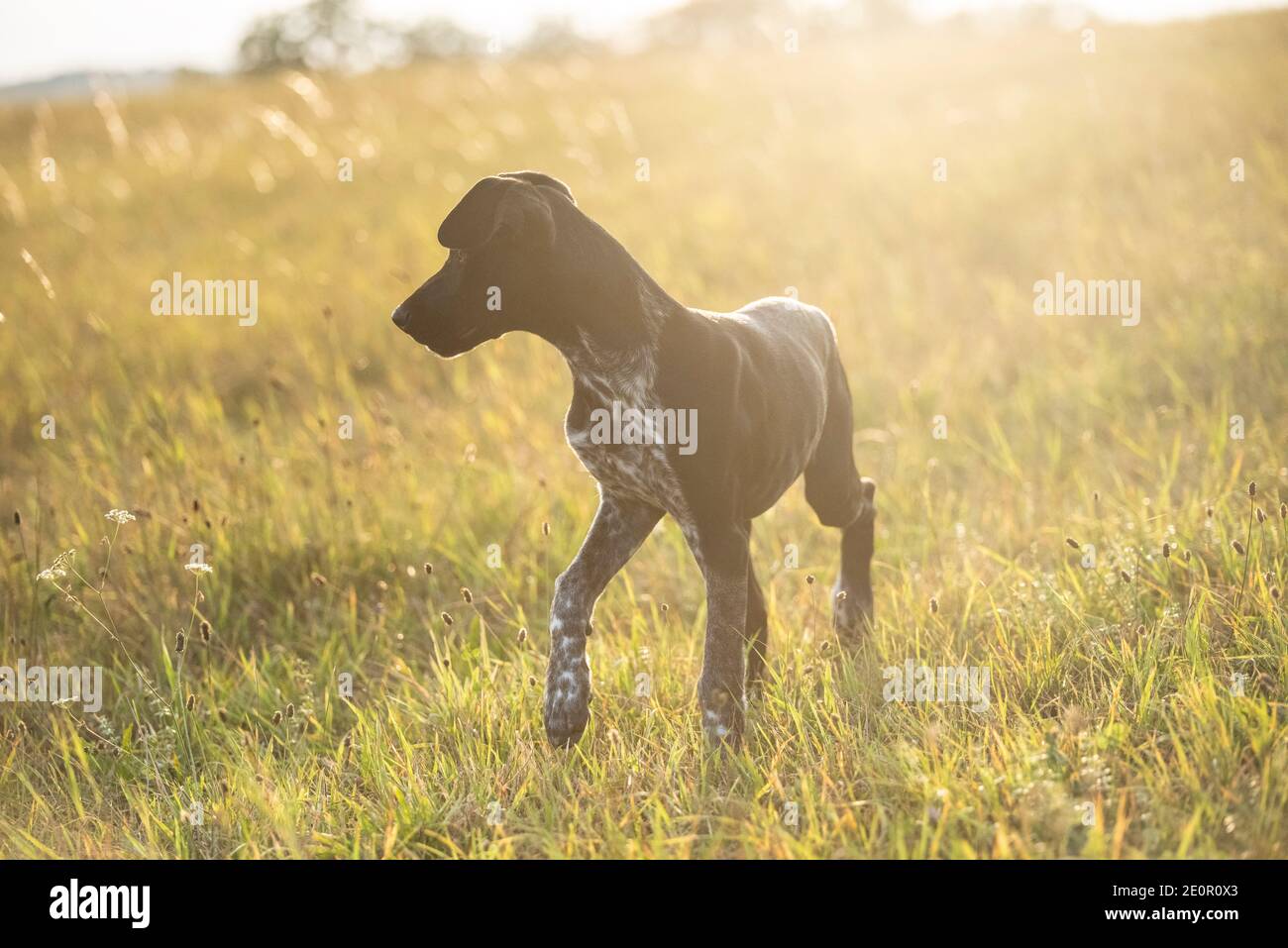 cucciolo di cane europeo da slitta grande per la corsa Foto Stock