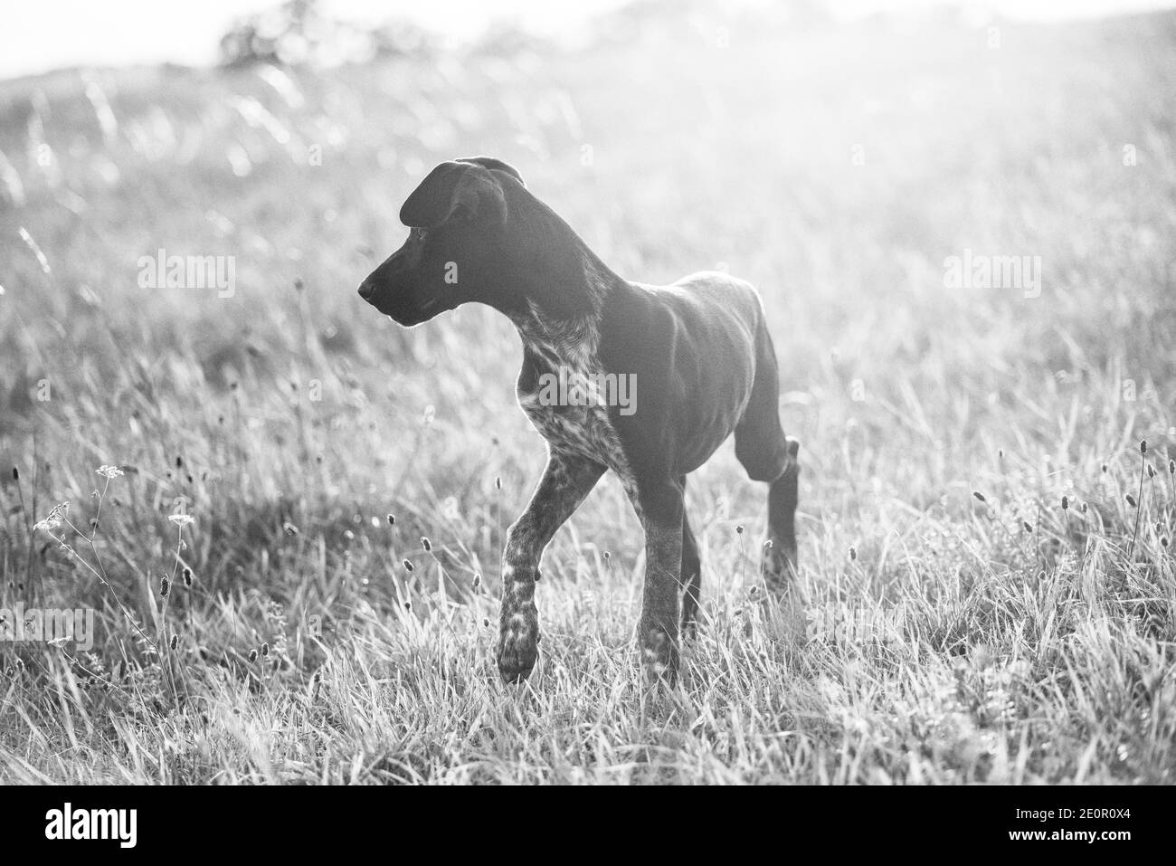cucciolo di cane europeo da slitta grande per la corsa Foto Stock