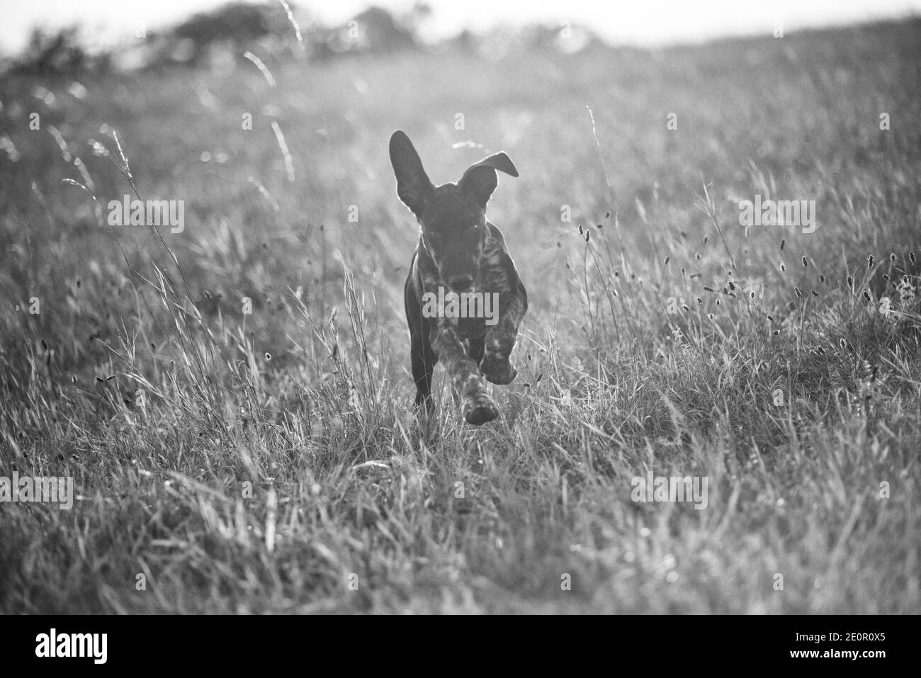 cucciolo di cane europeo da slitta grande per la corsa Foto Stock