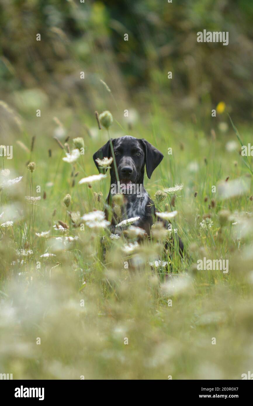 cucciolo di cane europeo da slitta grande per la corsa Foto Stock
