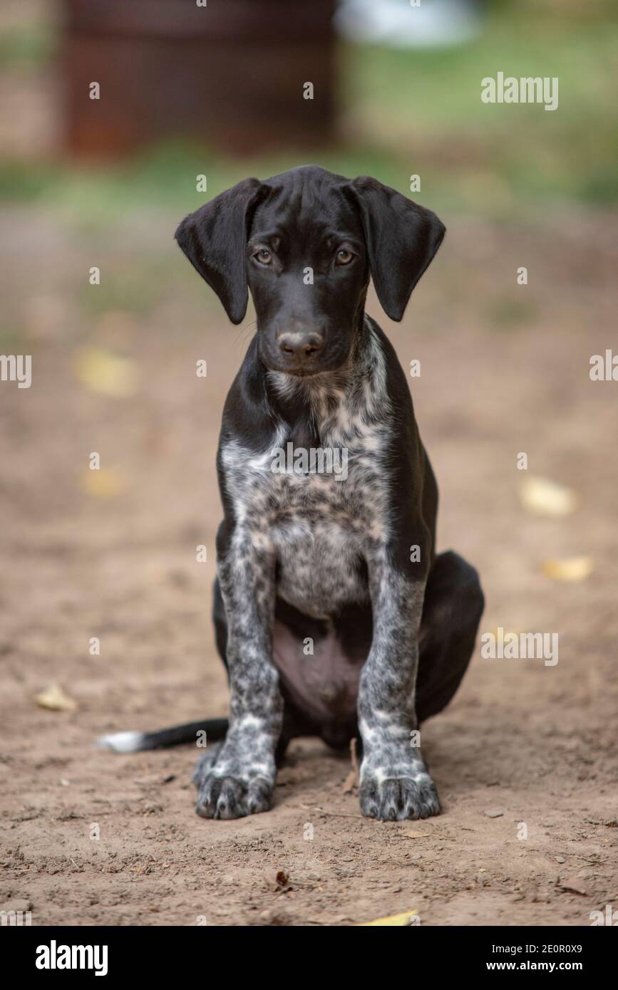 cucciolo di cane europeo da slitta grande per la corsa Foto Stock