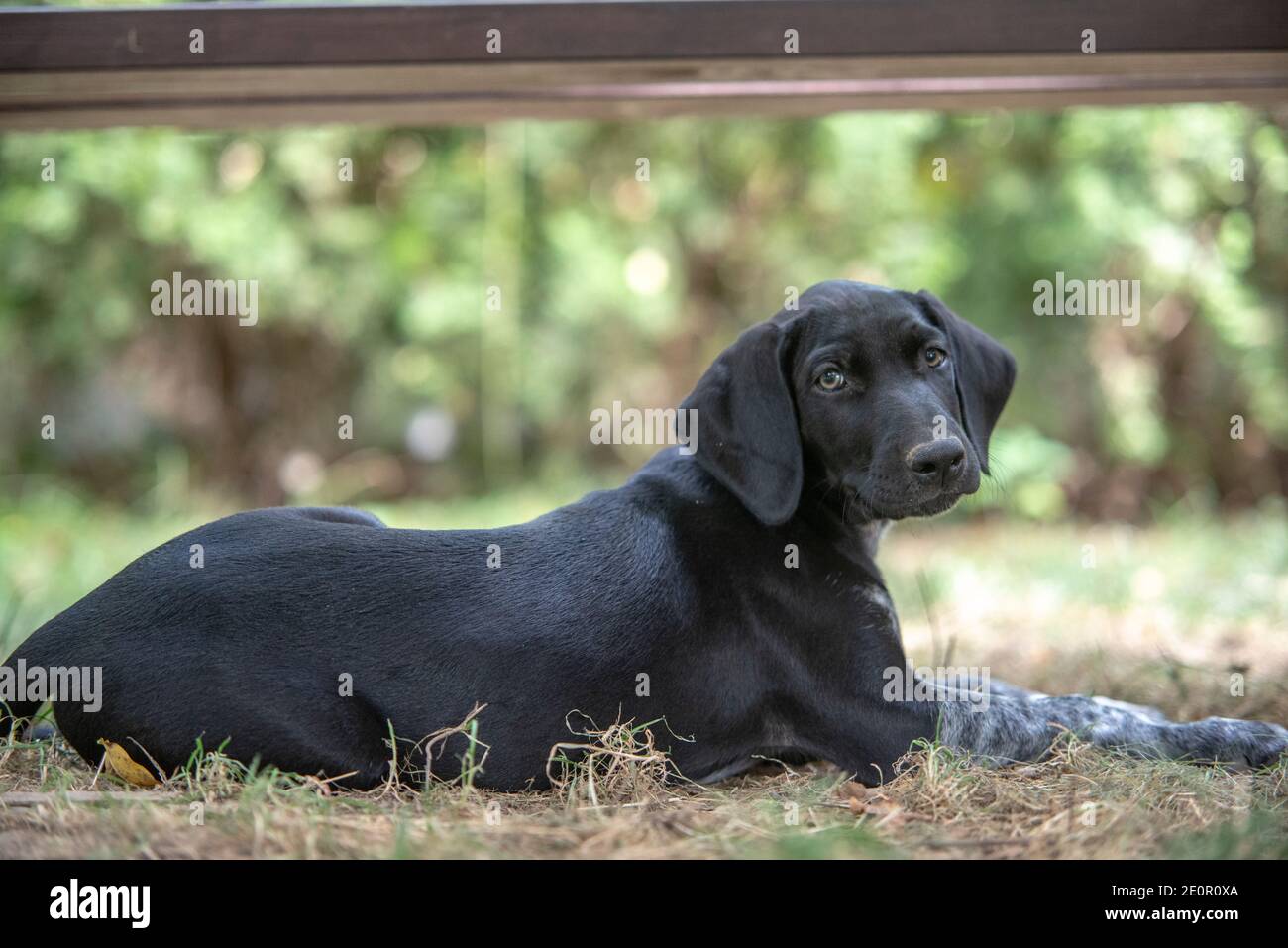 cucciolo di cane europeo da slitta grande per la corsa Foto Stock