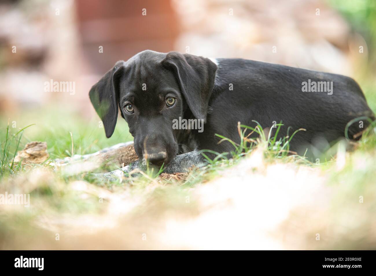cucciolo di cane europeo da slitta grande per la corsa Foto Stock