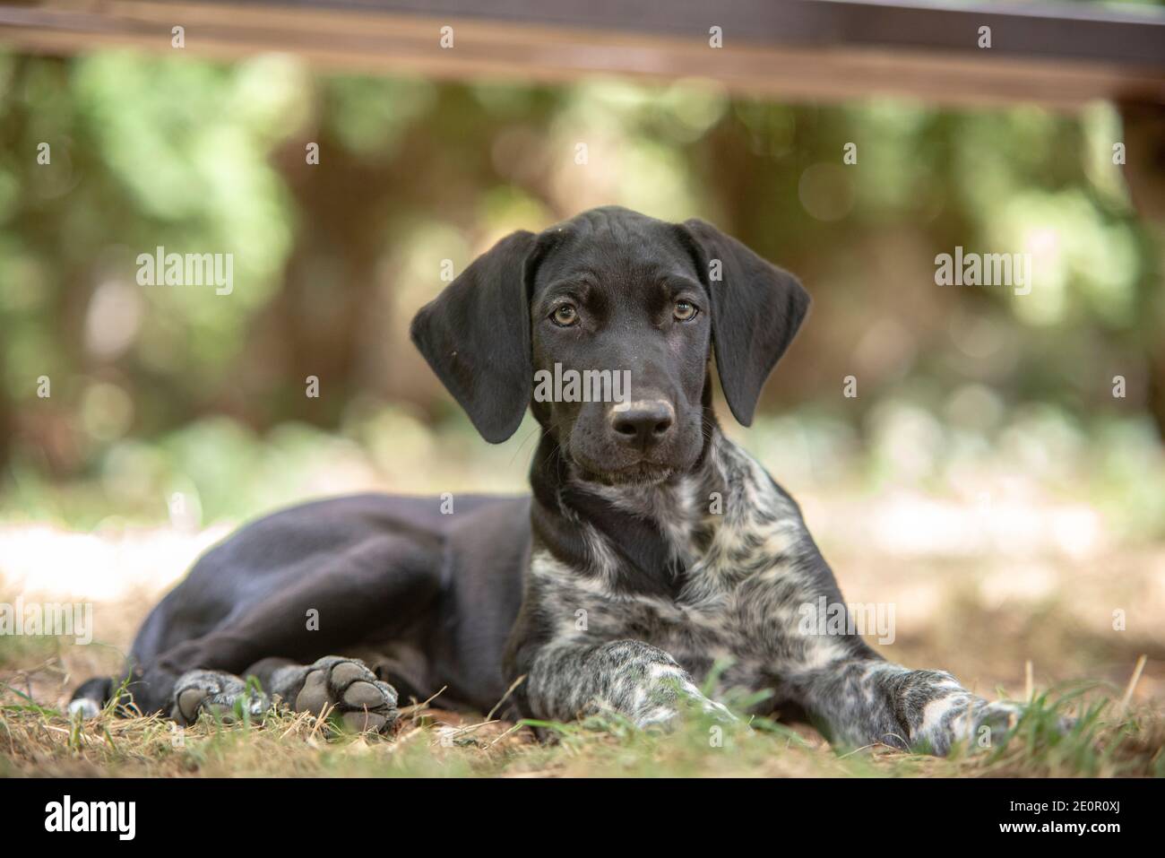 cucciolo di cane europeo da slitta grande per la corsa Foto Stock