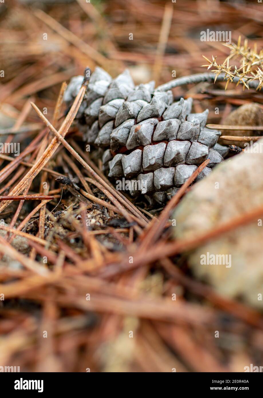 un'immagine di un cono di pino sul pavimento della foresta durante l'inverno Foto Stock