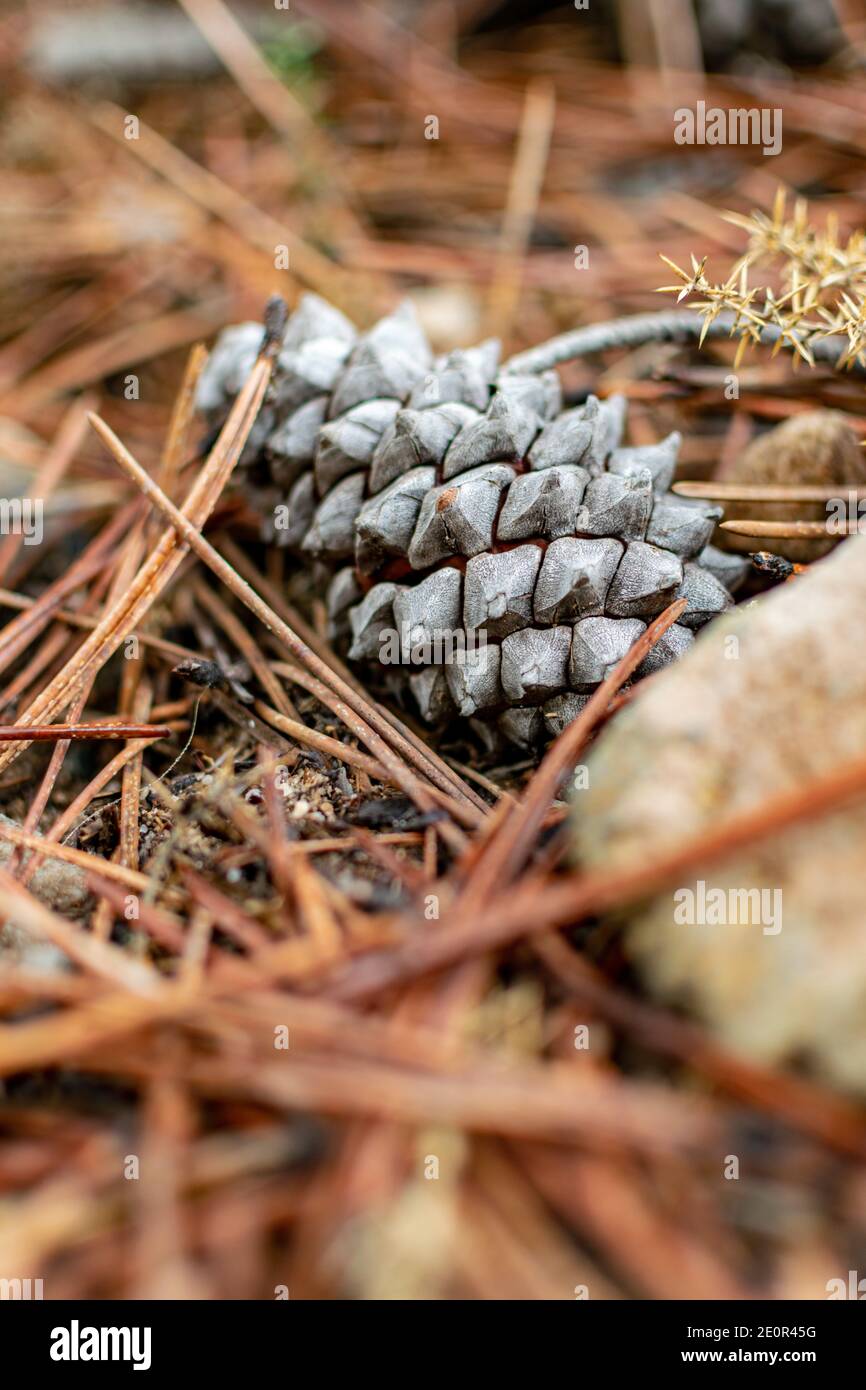 un'immagine di un cono di pino sul pavimento della foresta durante l'inverno al piano terra Foto Stock