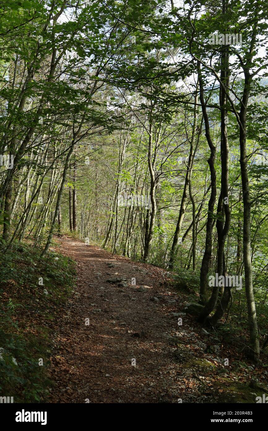 Sentiero escursionistico attraverso la foresta intorno al Lago Bohinjsko jezero, Parco Nazionale del Triglav, Bohinj, Slovenia Foto Stock