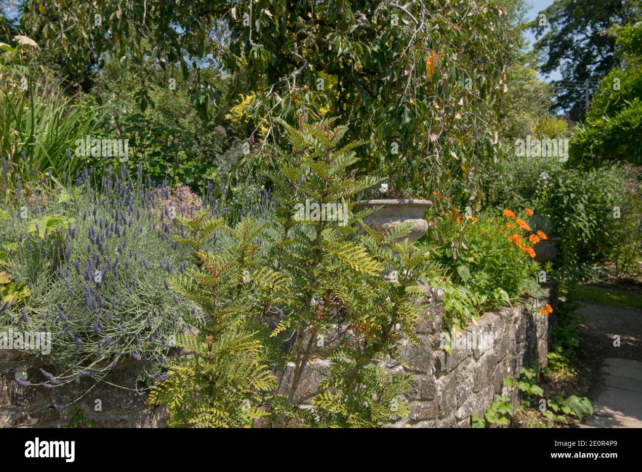 Summer Foliage di un piccolo albero di Fuinque Evergreen (Lomatia ferruginea) che cresce in un giardino nel Devon Rurale, Inghilterra, Regno Unito Foto Stock
