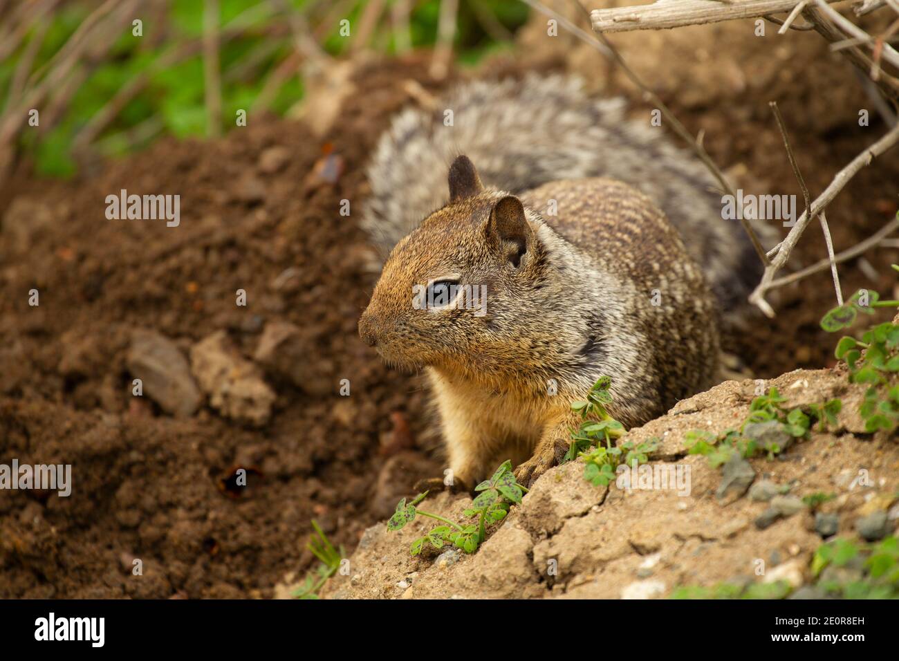 La massa della California scoiattolo (Otospermophilus beecheyi) Foto Stock