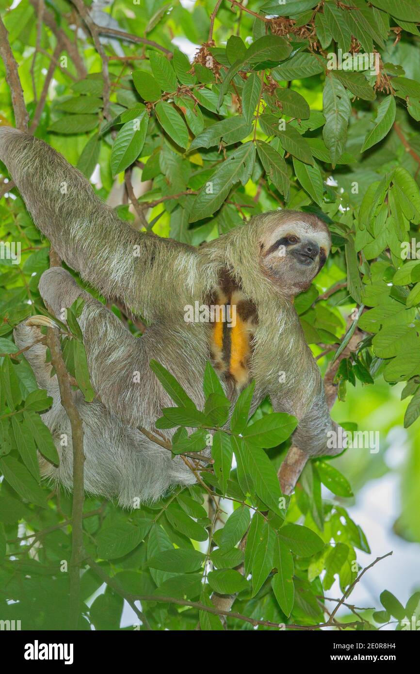 Tre-toed Sloth (Bradypus infuscatus) maschio che visualizza patch torace Foto Stock