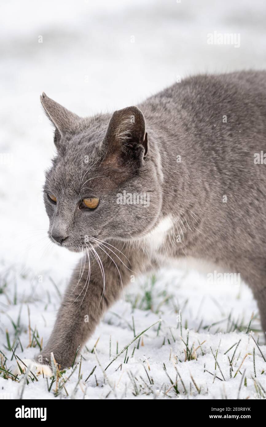 Gatto selvatico grigio immagini e fotografie stock ad alta risoluzione -  Alamy