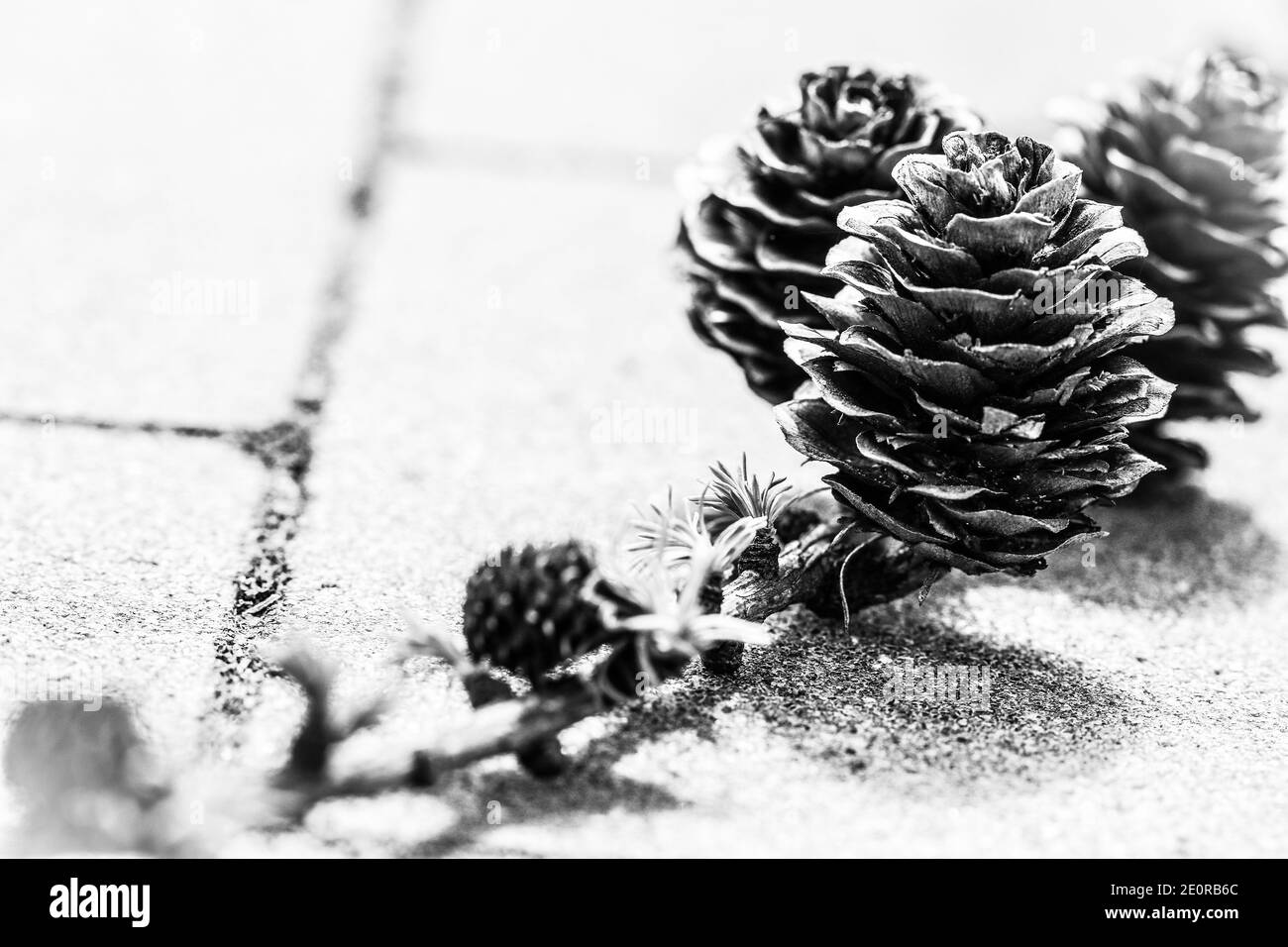 Ramoscello di larice conifero con vecchi coni e piccoli nuovi che crescono in primavera, in bianco e nero Foto Stock