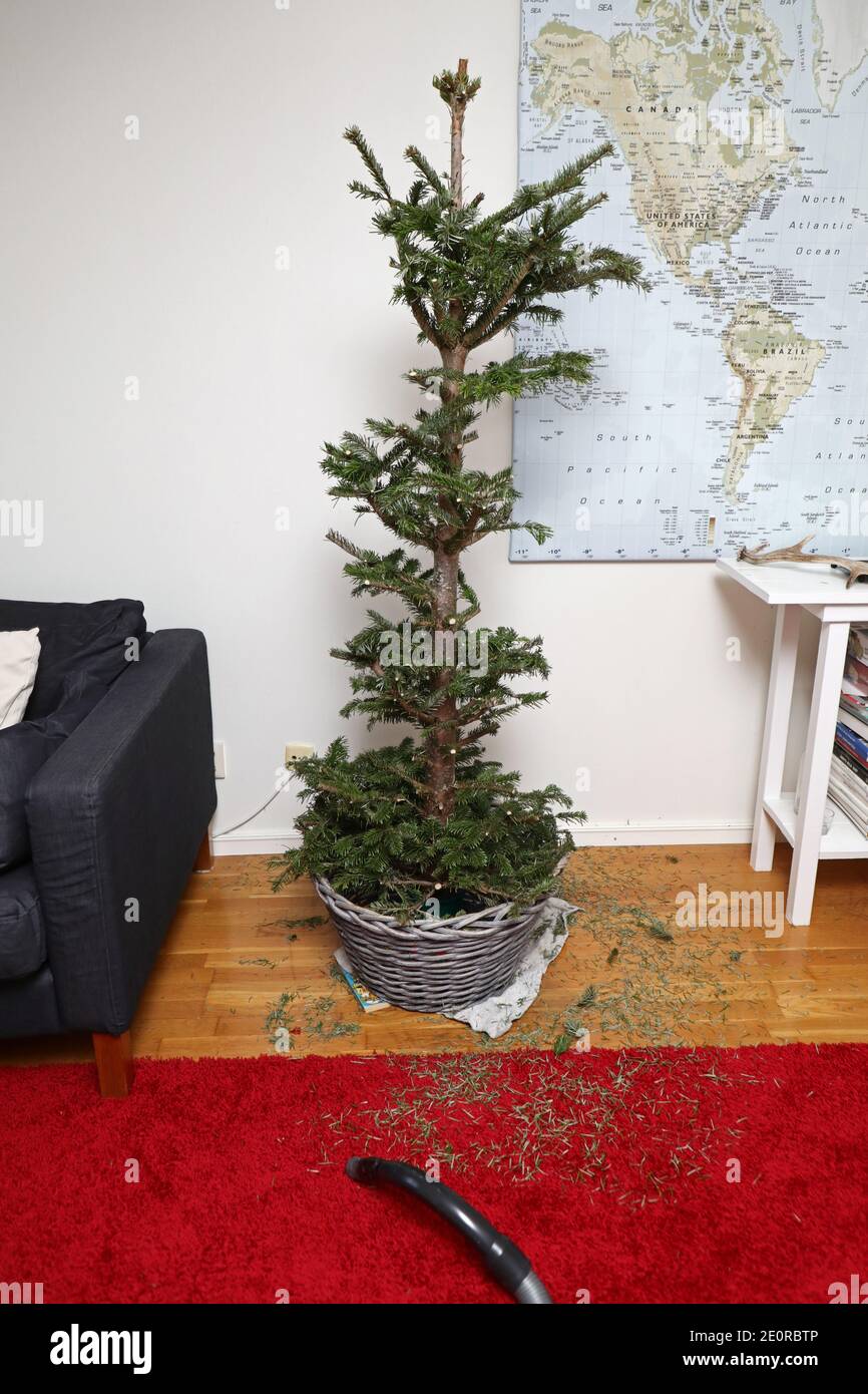MOTALA, SVEZIA - 1 GENNAIO 2021: Capodanno. Proprietari di abitazione che sono stanchi del loro albero di Natale sterile e tagliare i rami per gettare fuori l'albero di Natale. Foto Stock