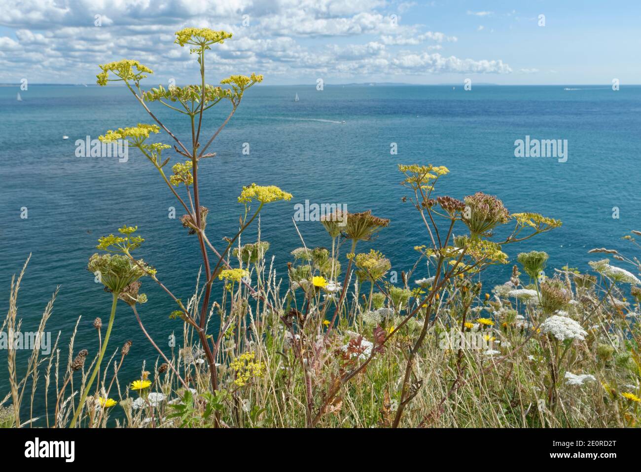 Pastinaca sativa selvaggia con fiori gialli e carote selvatiche (Daucus carota) con fiori bianchi che fioriscono su praterie rocciose, Dorset, UK. Foto Stock